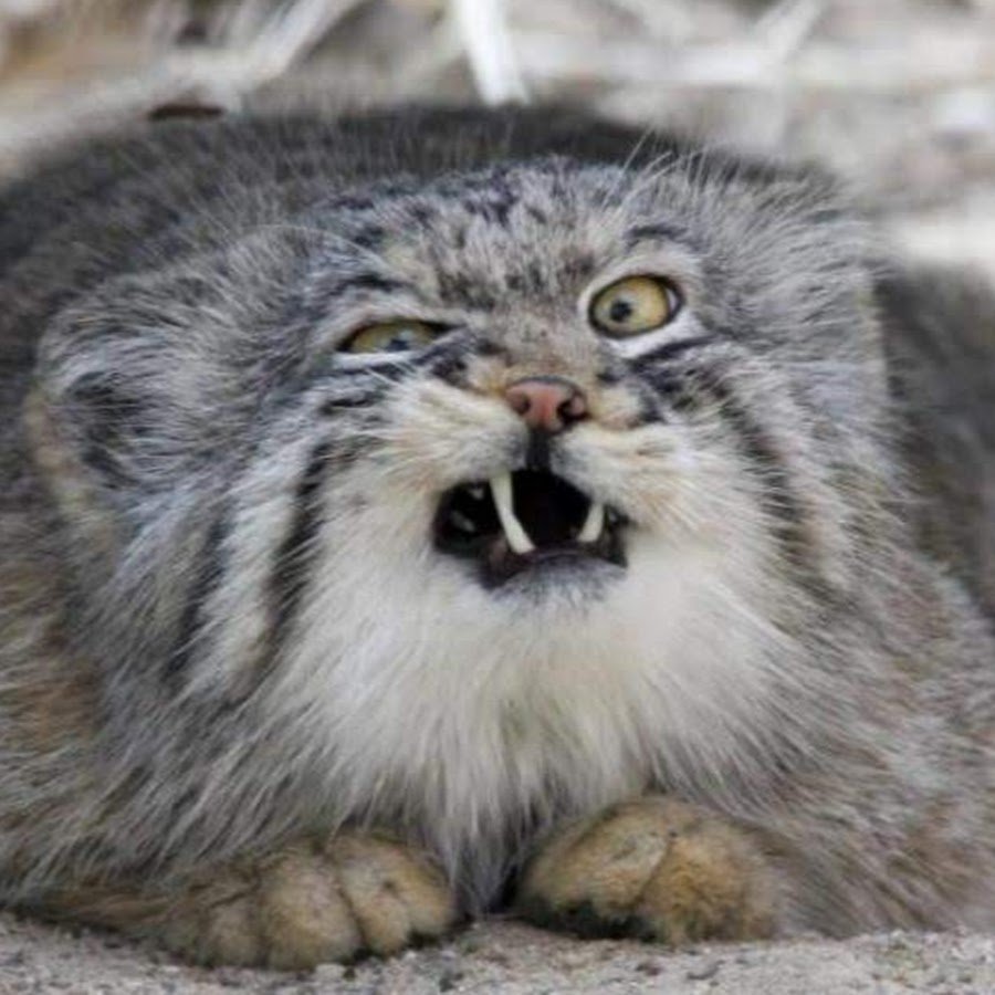 Кошку покрасили