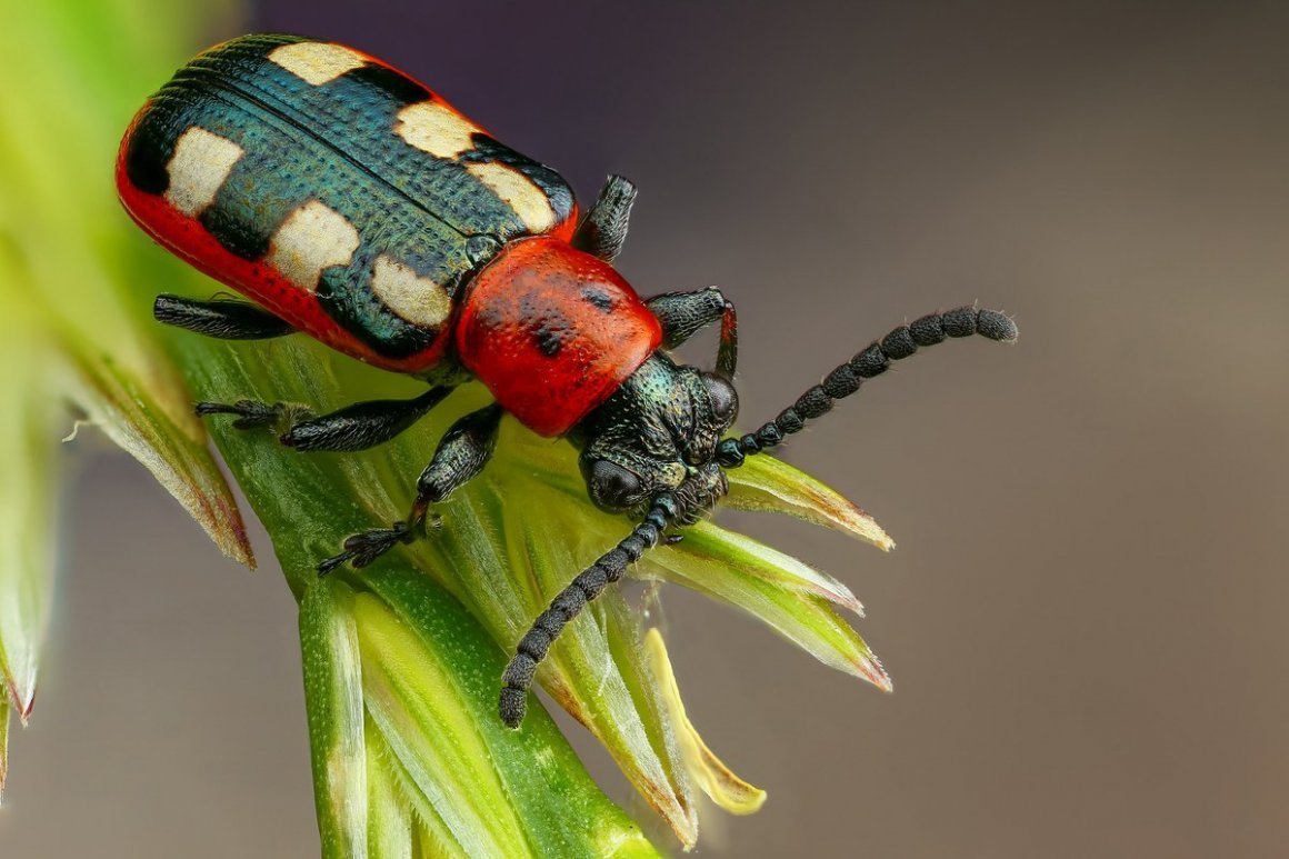 Chrysolina limbata - вид Жуков из семейства пластинчатоусых