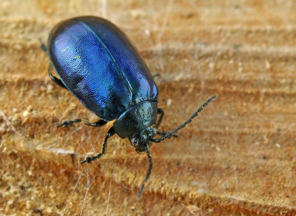 Ассортативное спаривание