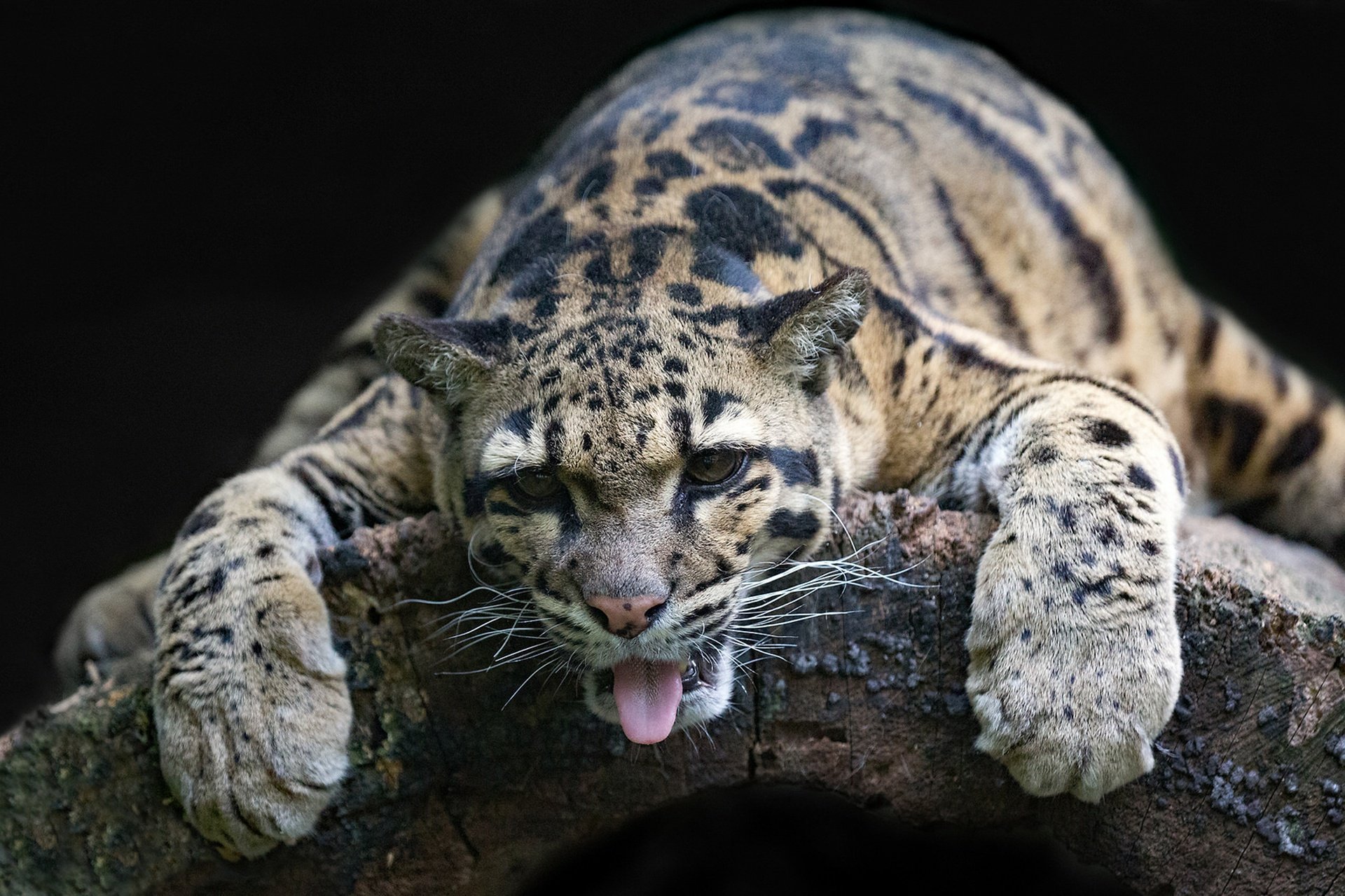 Дикие кошки картинки. Тайваньский дымчатый леопард. Дымчатый леопард Саблезубый. Дымчатый леопард Panthera nebulosa. Калимантанский дымчатый леопард.