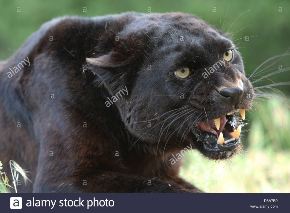 Пума черная и пантера злая