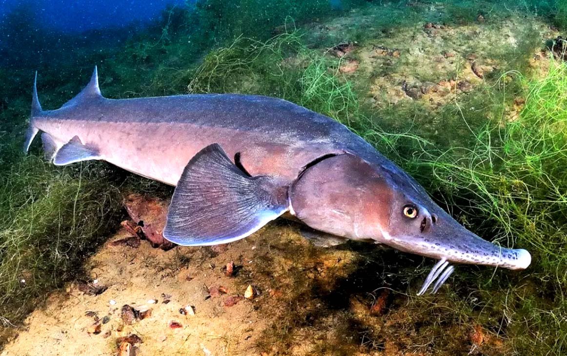 Севрюга Белуга Калуга