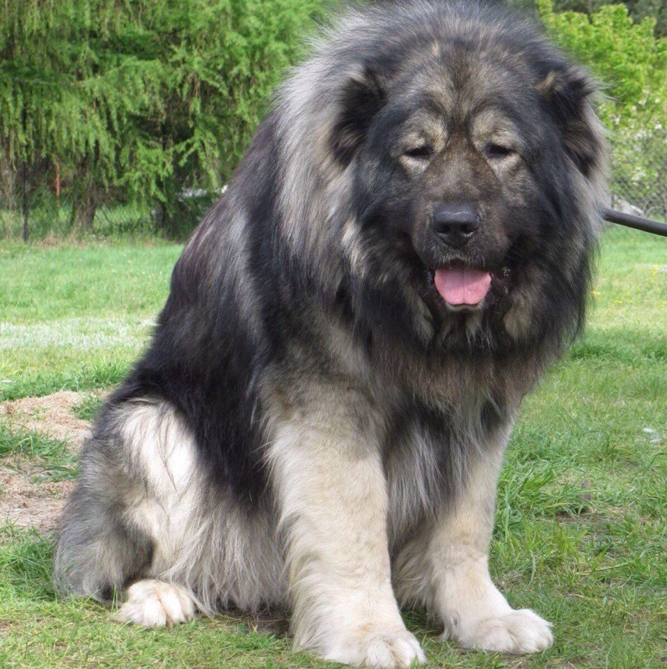 Нагази Грузинская овчарка