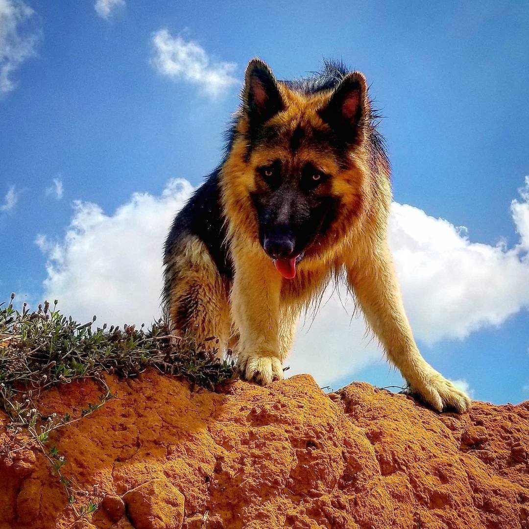 Немецкая овчарка Макс