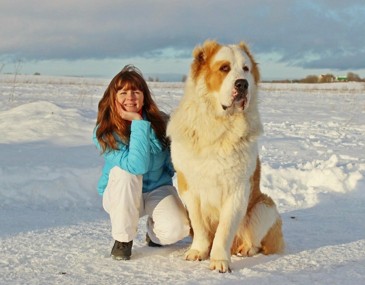 Собака алабай большой