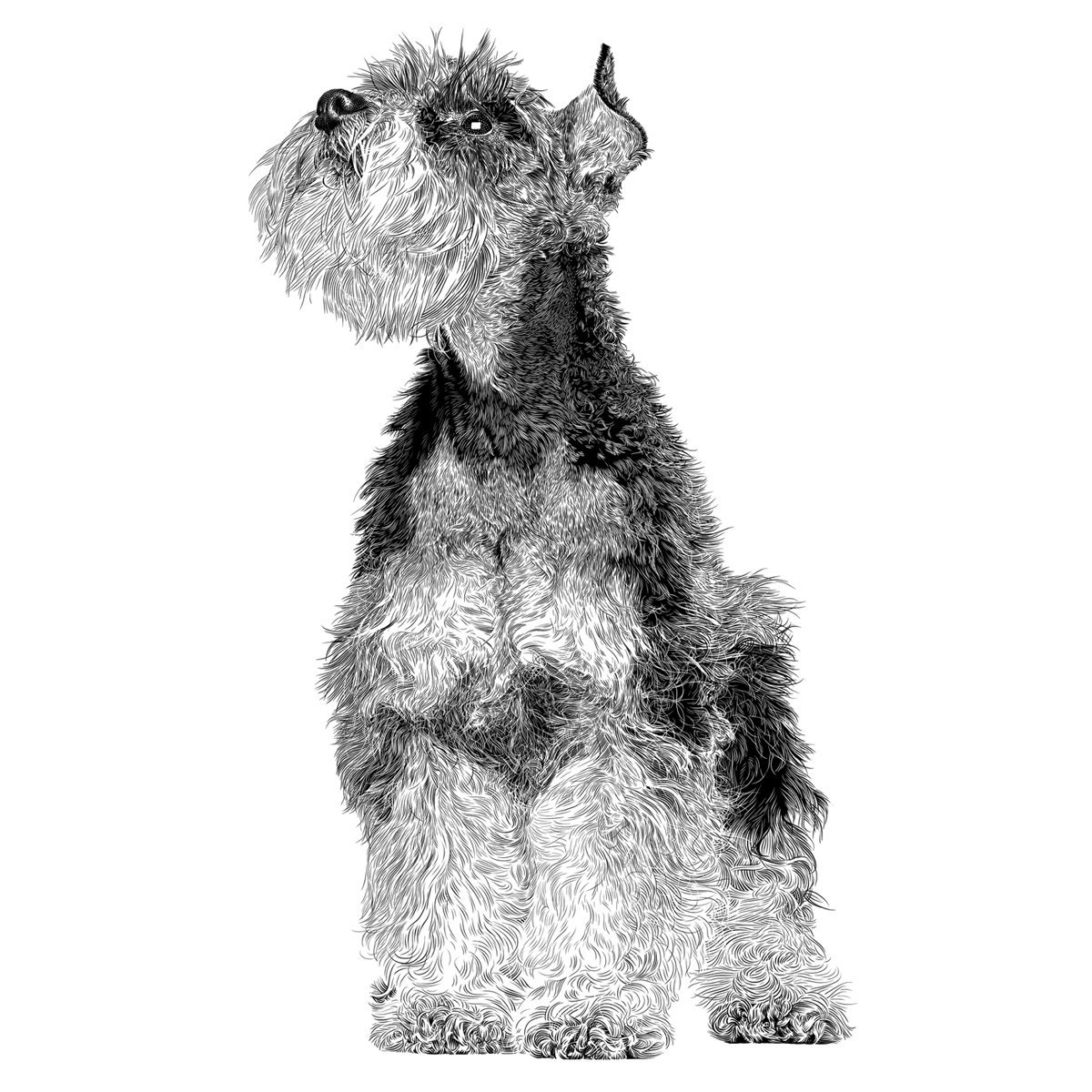 Кокер микро шнауцер