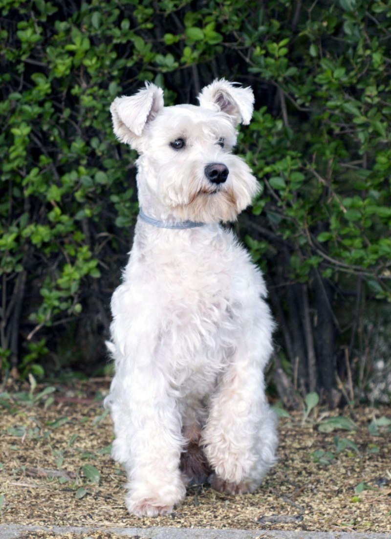 Микро кокер шнауцер порода собак кокер шнауцер