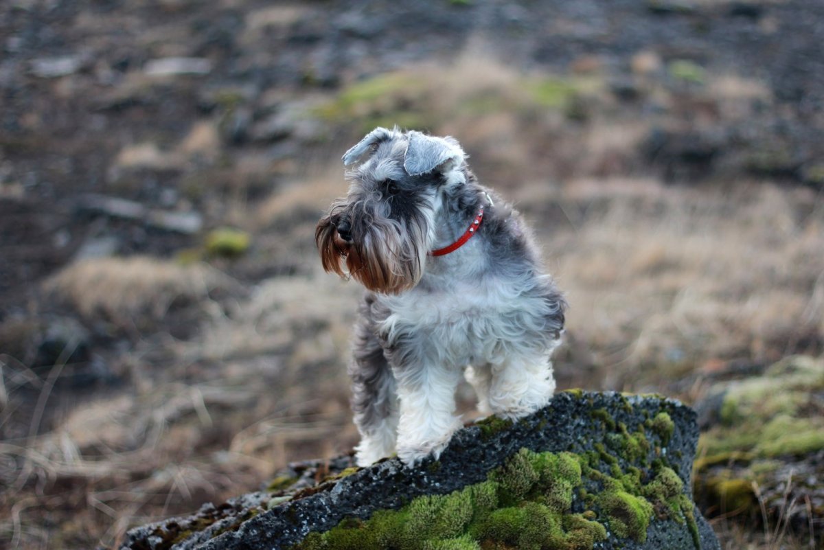 Швец шнауцер