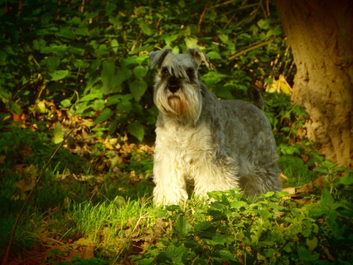 Шнауцер сбоку