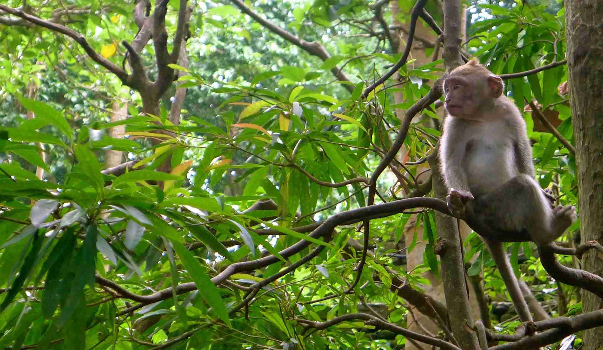 Jungle monkeys. Обезьяны острова Борнео. Шимпанзе в джунглях. Африканские джунгли с шимпанзе. Животные джунглей.