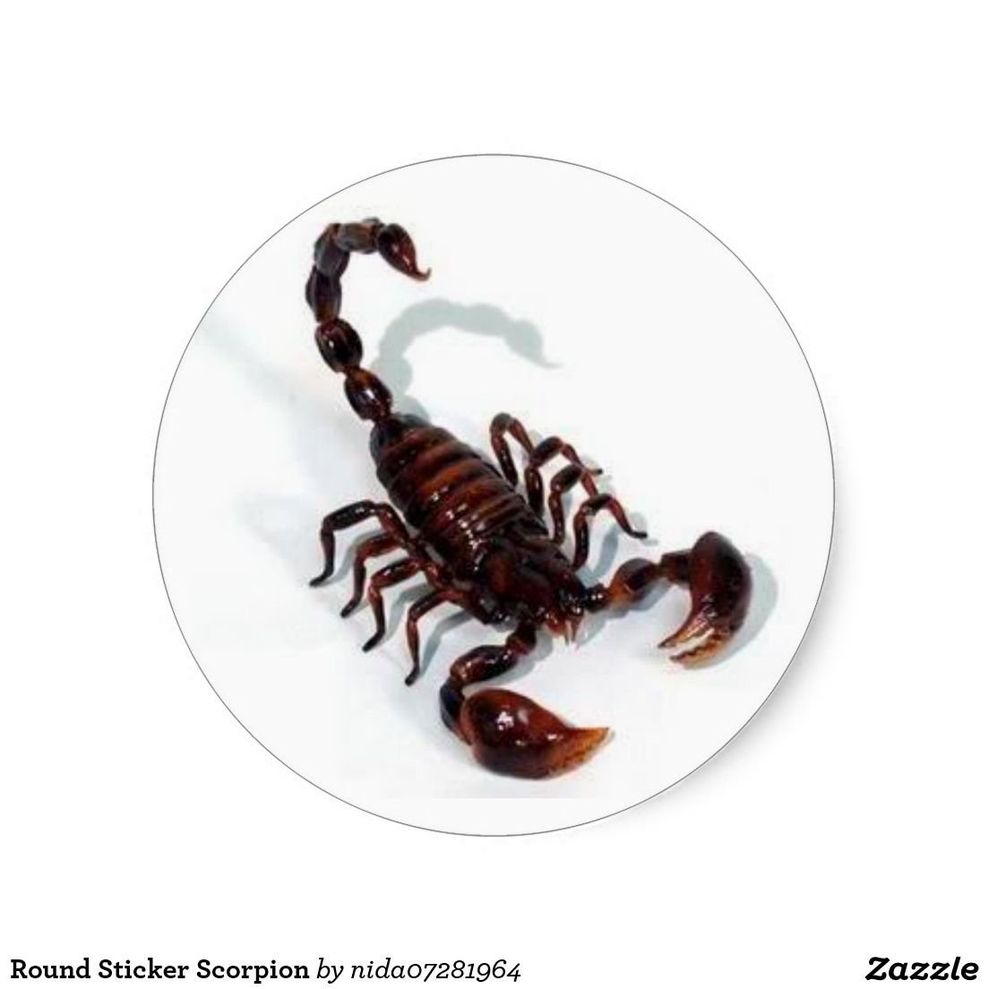 Насекомое смесь паука и скорпиона