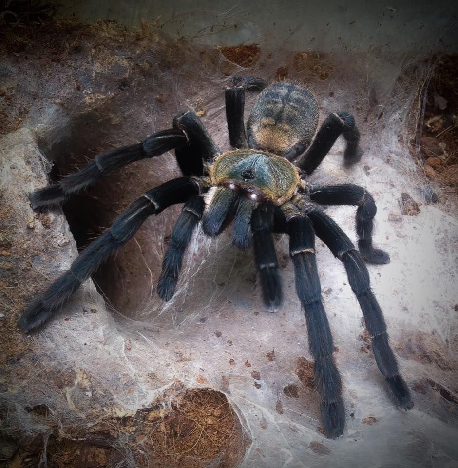 Арахнид паук-Скорпион