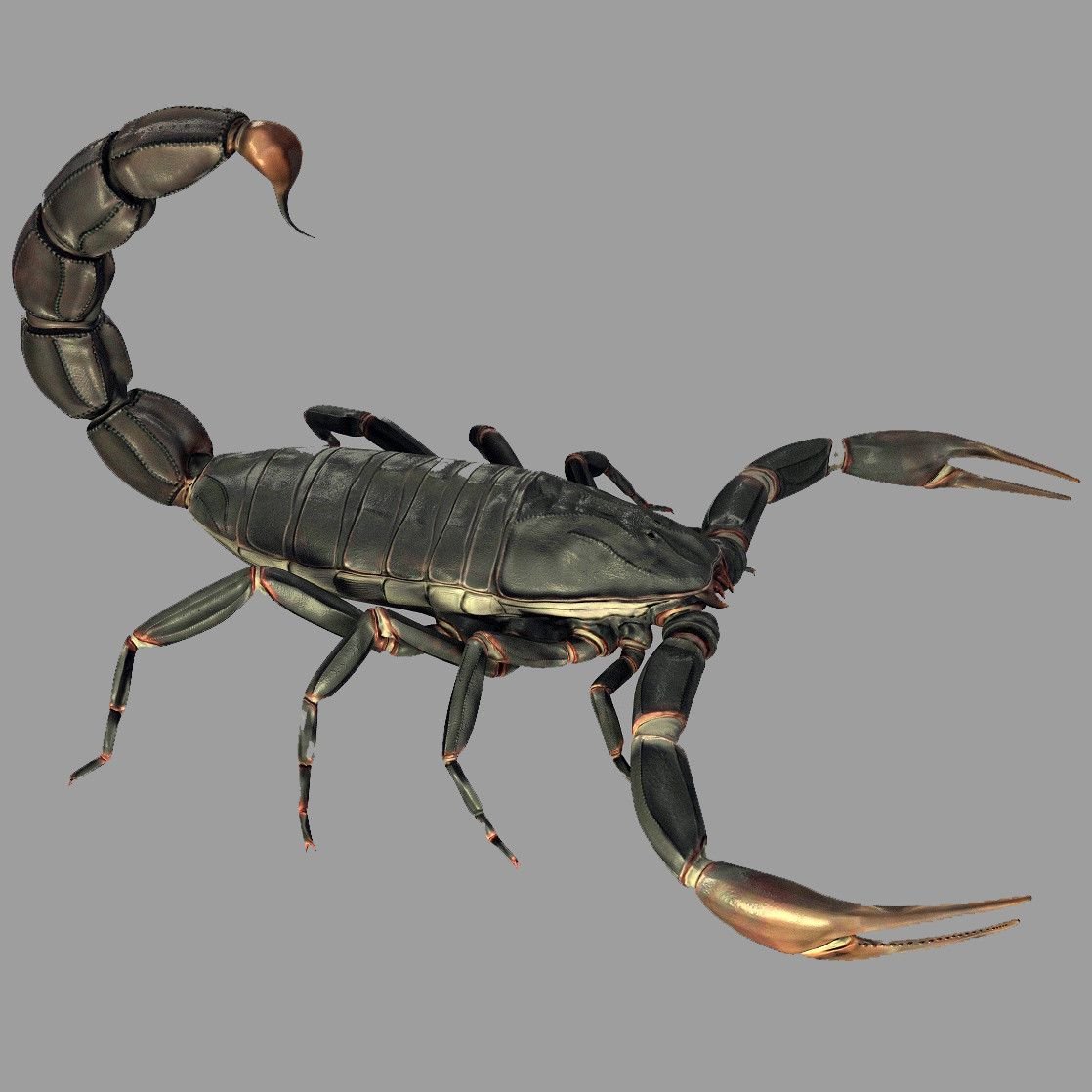 Скорпион 3d model