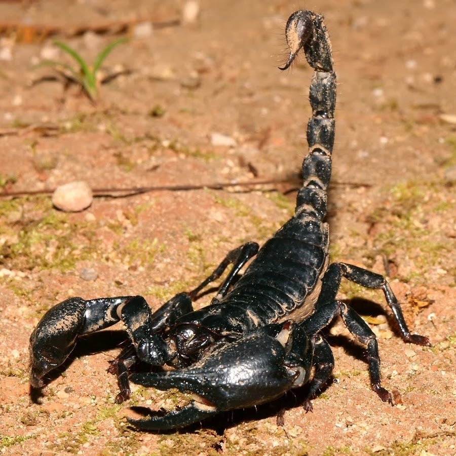 Пустынный пустынный паук Скорпион