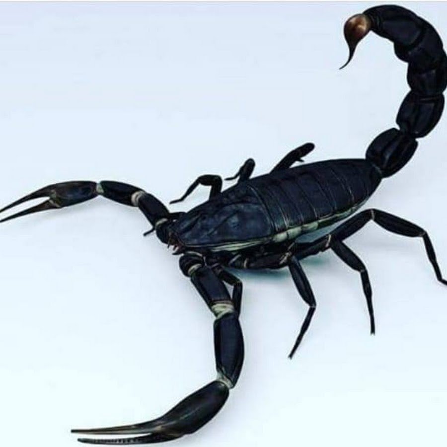 Отряд телифоны (Uropygi)