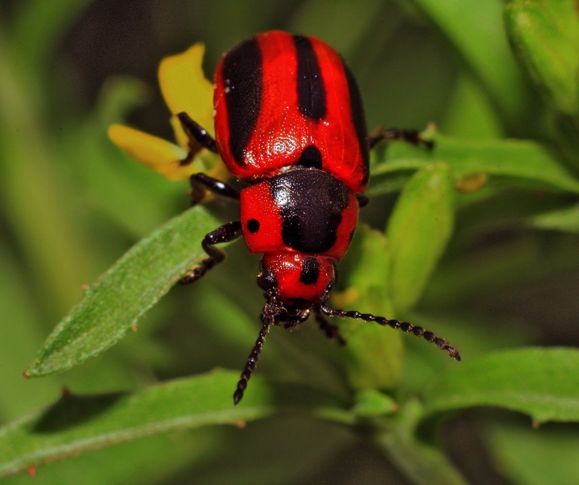 Маленькие красные жучки