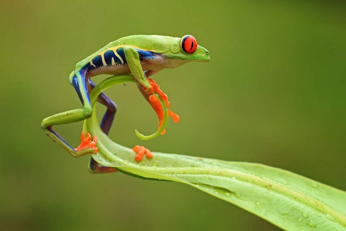 Жабовидная квакша Арлекин