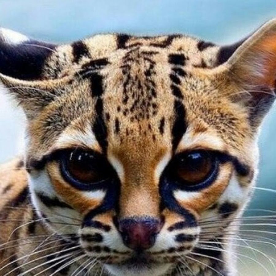 Леопард онцилла