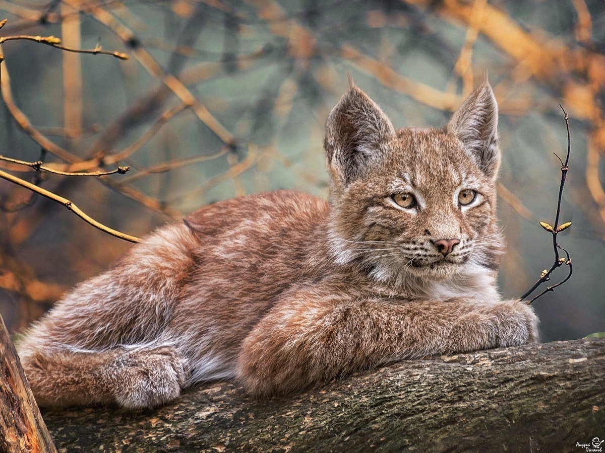 Восточносибирская Рысь