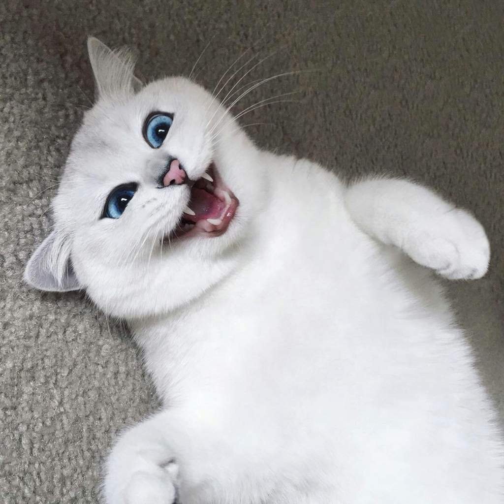 Кот Коби порода