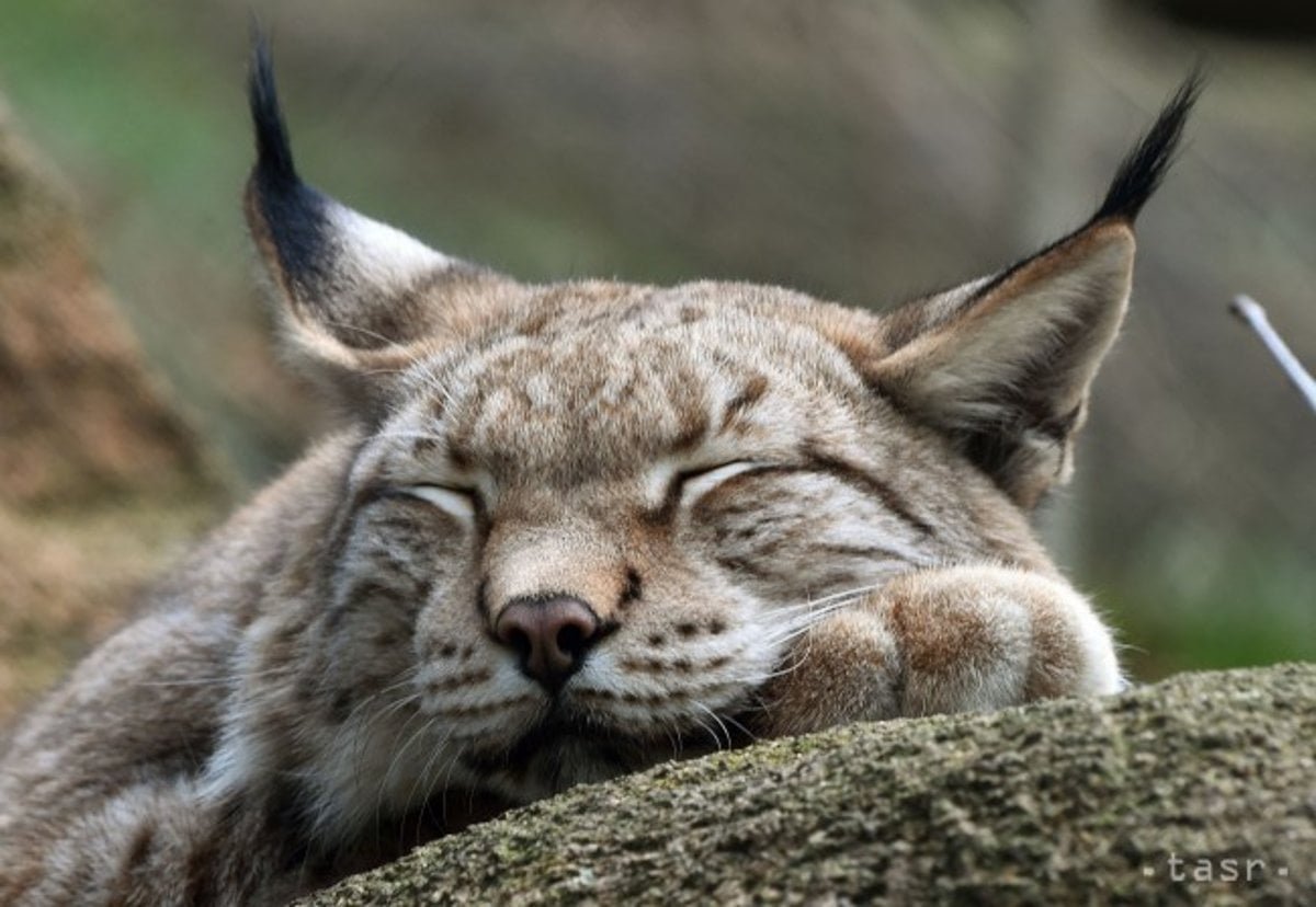 Рысь потягушки