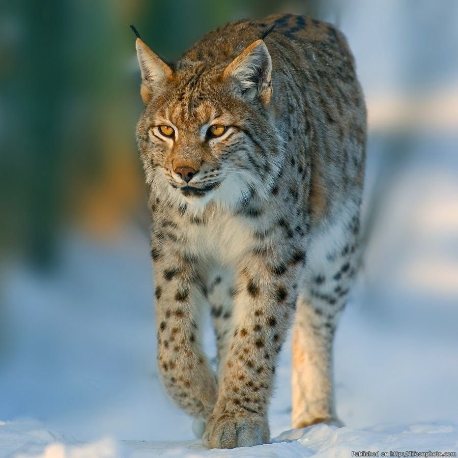 Доместик Линкс