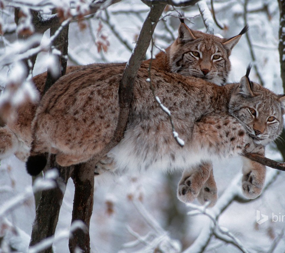 Рысь Дальневосточная