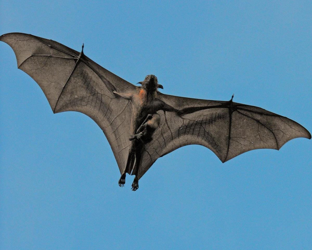 Крылья крылана