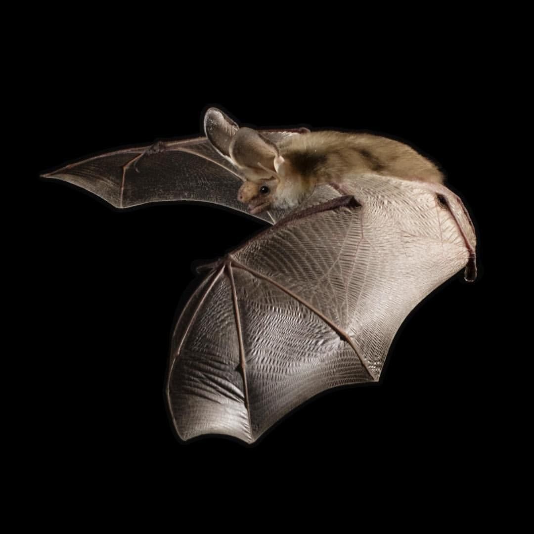 Федор летучая мышь