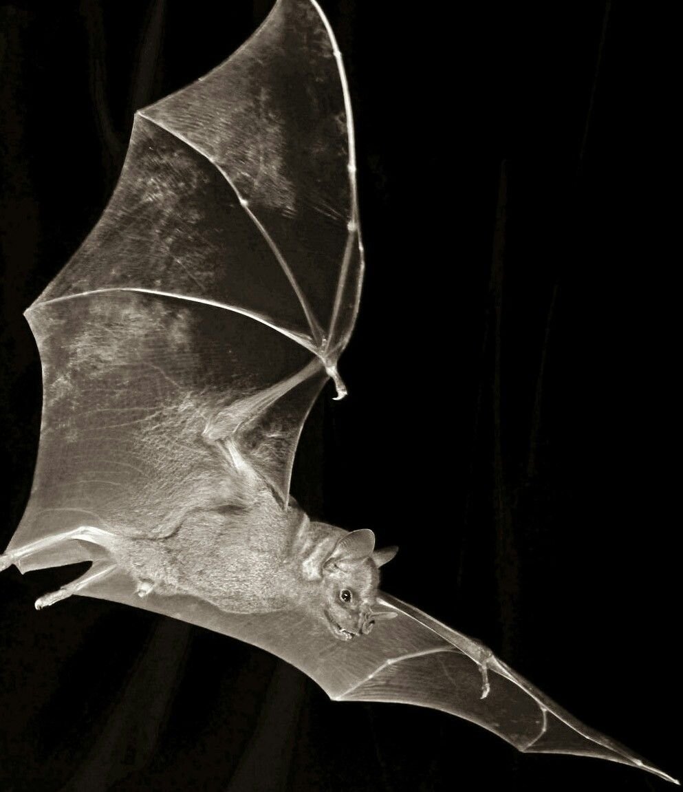Крылья летучей мыши сбоку