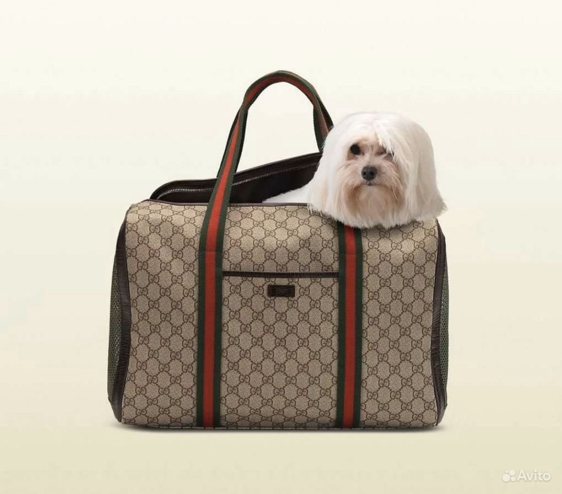 Одежда для собак гуччи