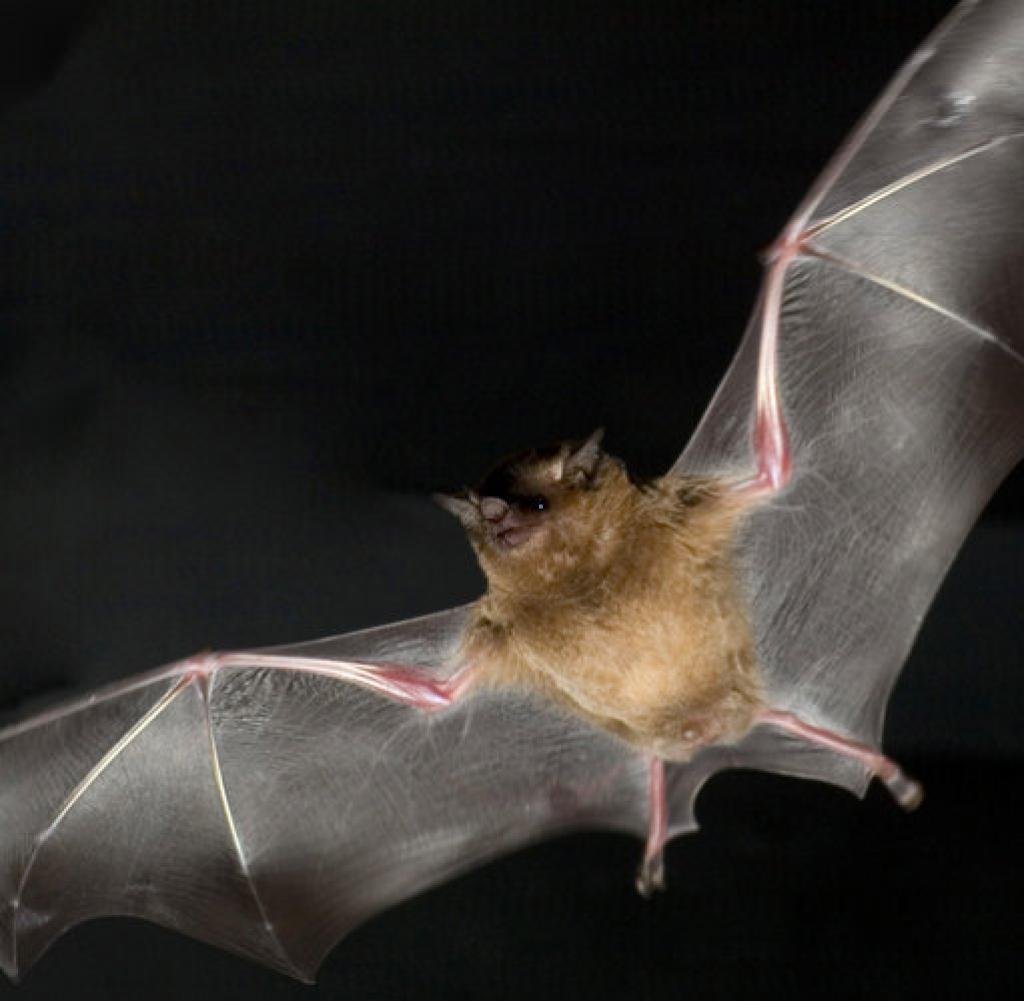 Нектарная летучая мышь