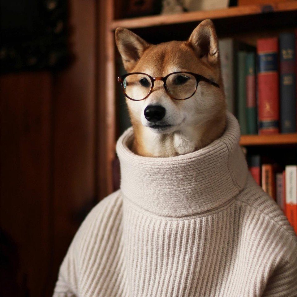 Стильный пес