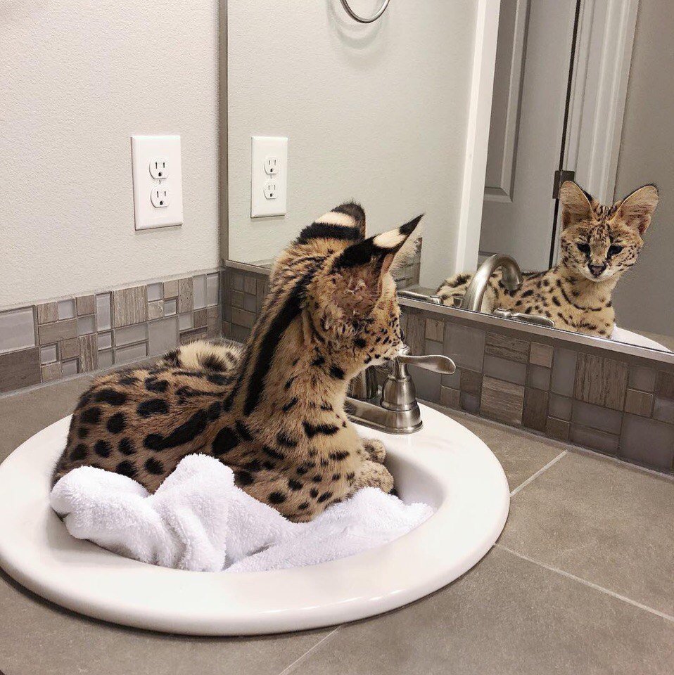 Собака гуччи