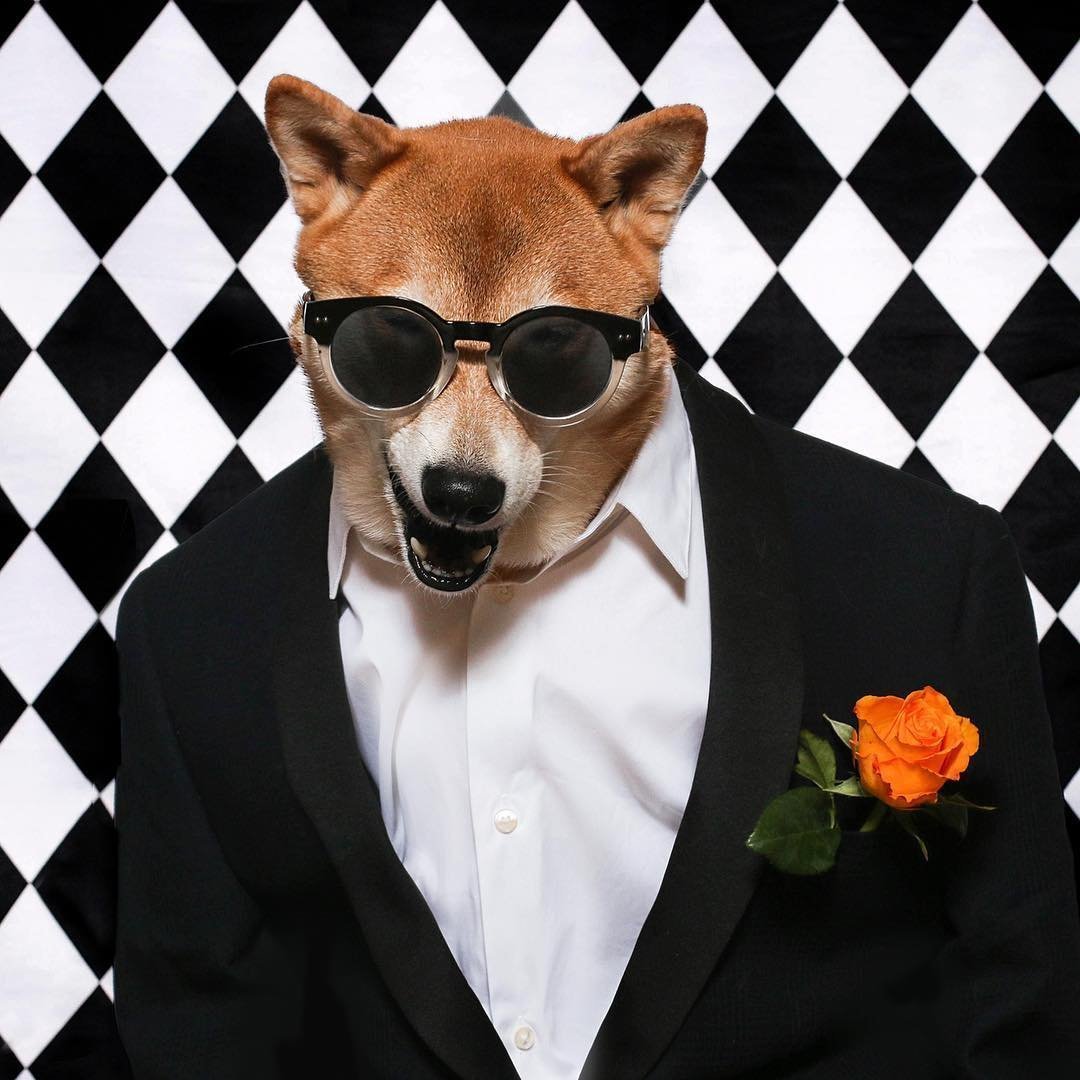 Животные в одежде