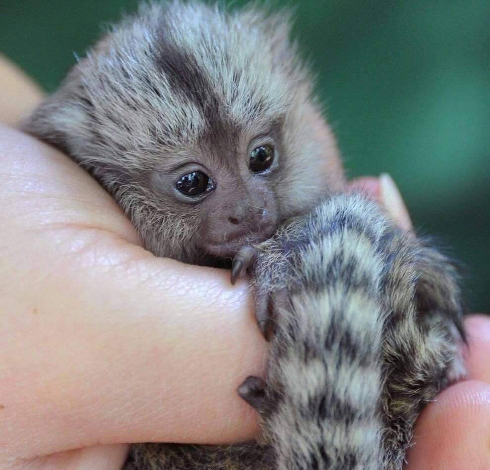 Карликовый ИГРУНОК