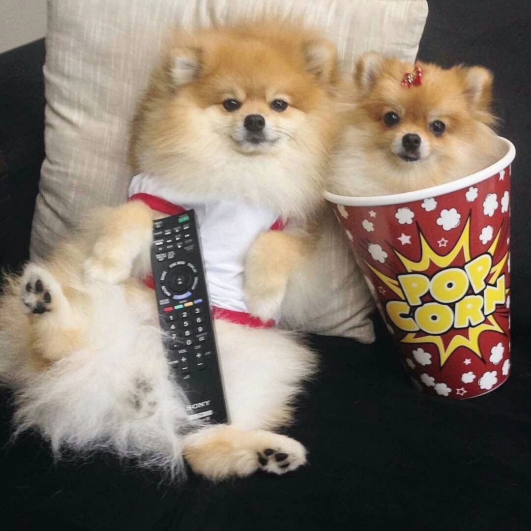 Доги в шапке