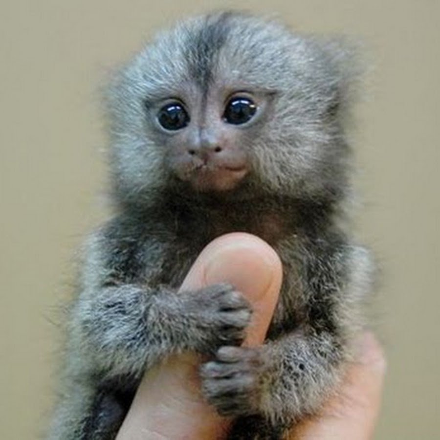 Белоухая игрунка маленькая