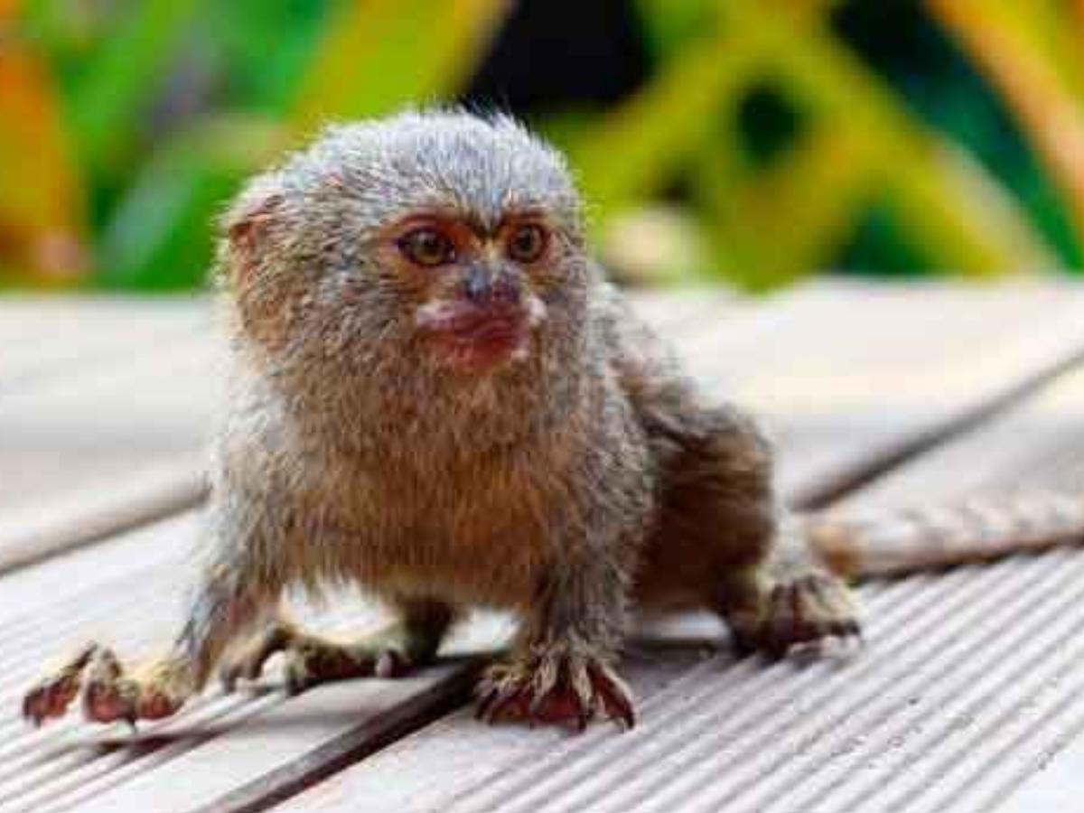 Обезьяна игрунка