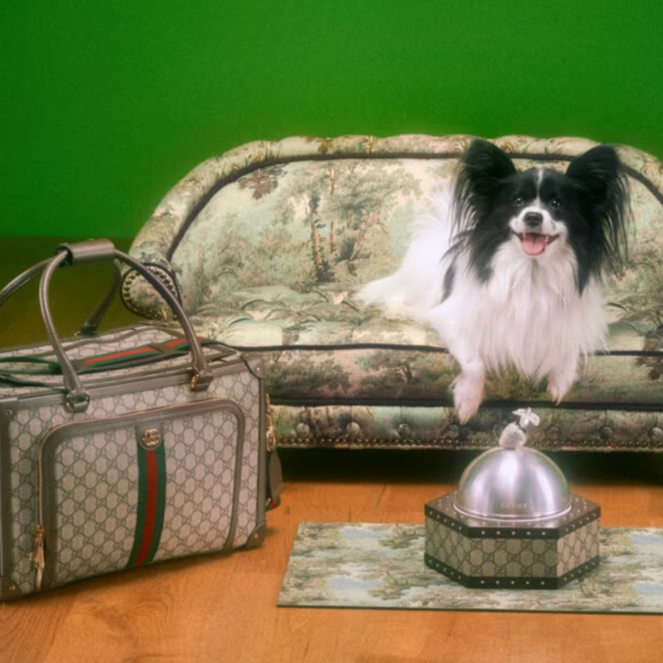 Костюм гуччи для собаки