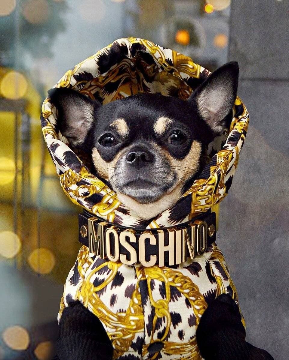 Модные собаки