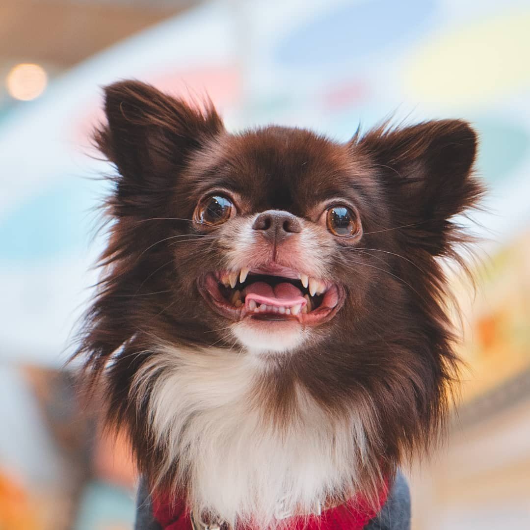 Переноски для собак гуччи Луи