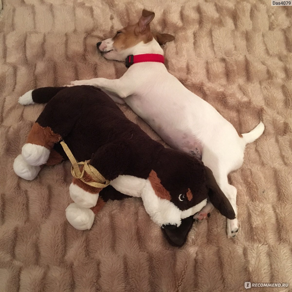 Животные в пиджаке