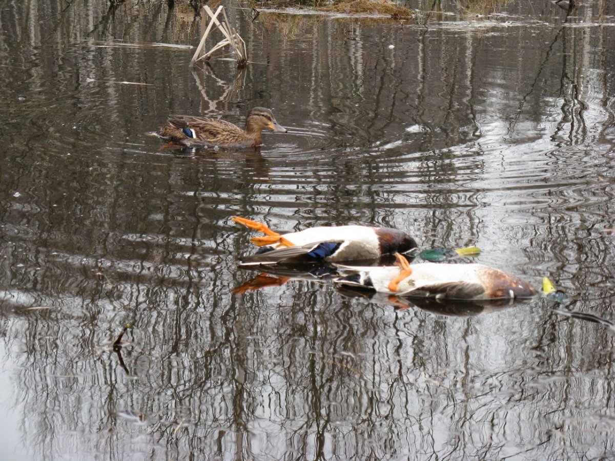 Весенняя охота на селезня кряквы