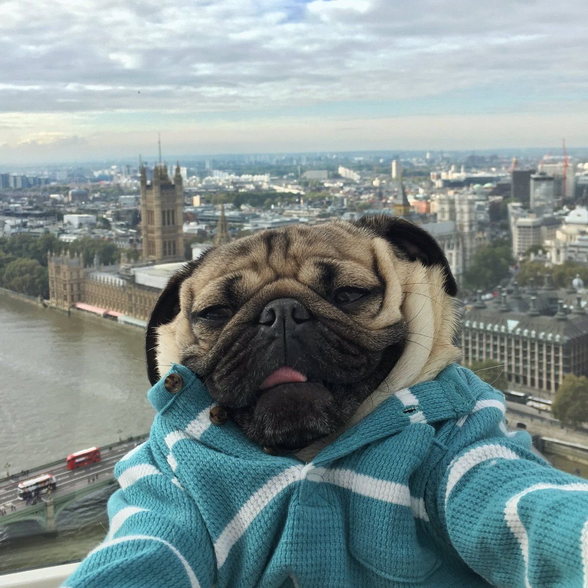 Всех домашних животных