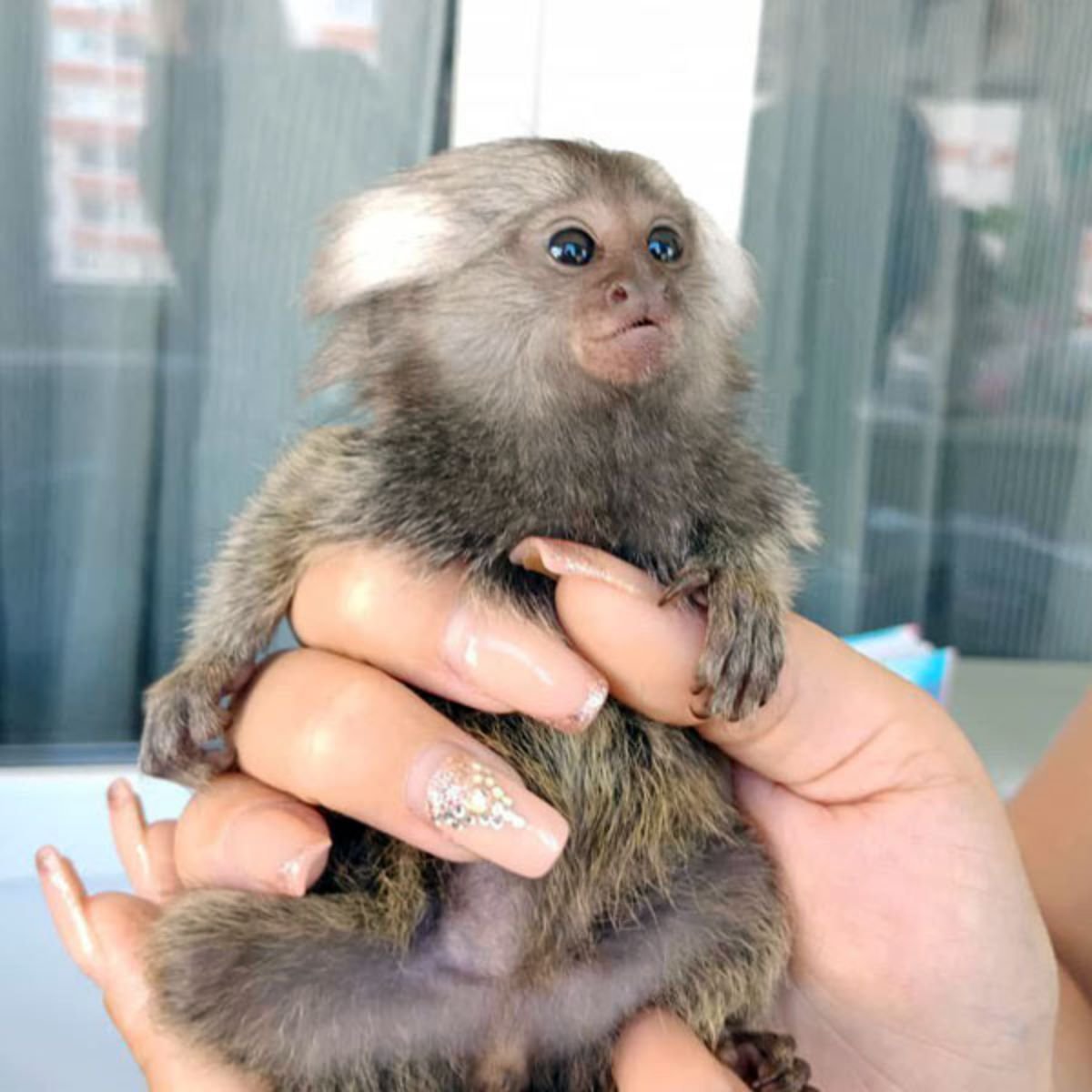 Пушистоухая игрунка