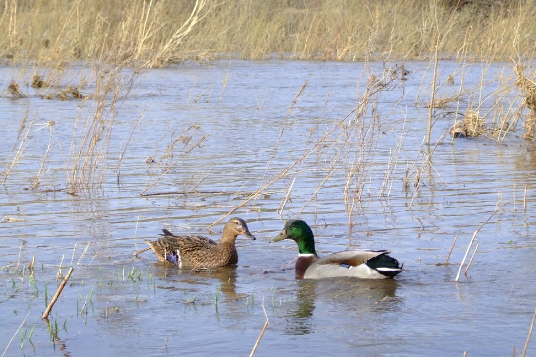 Весна утки прилетели