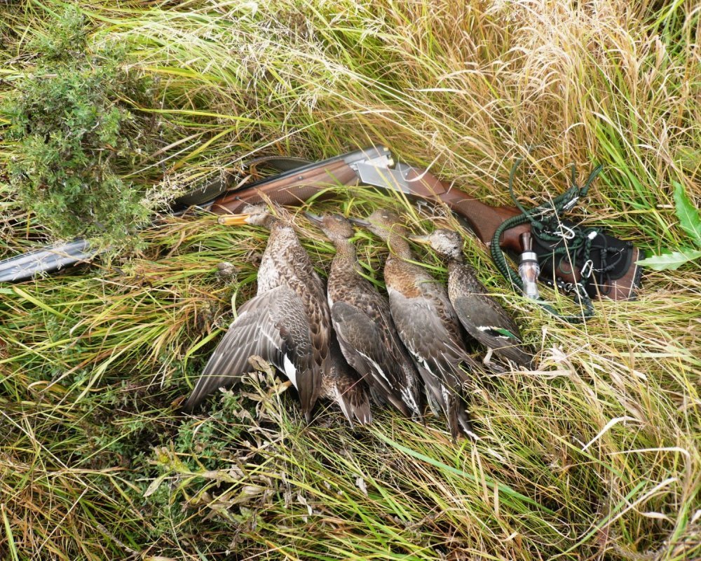 Охота на Дикие утки на Вологодчине