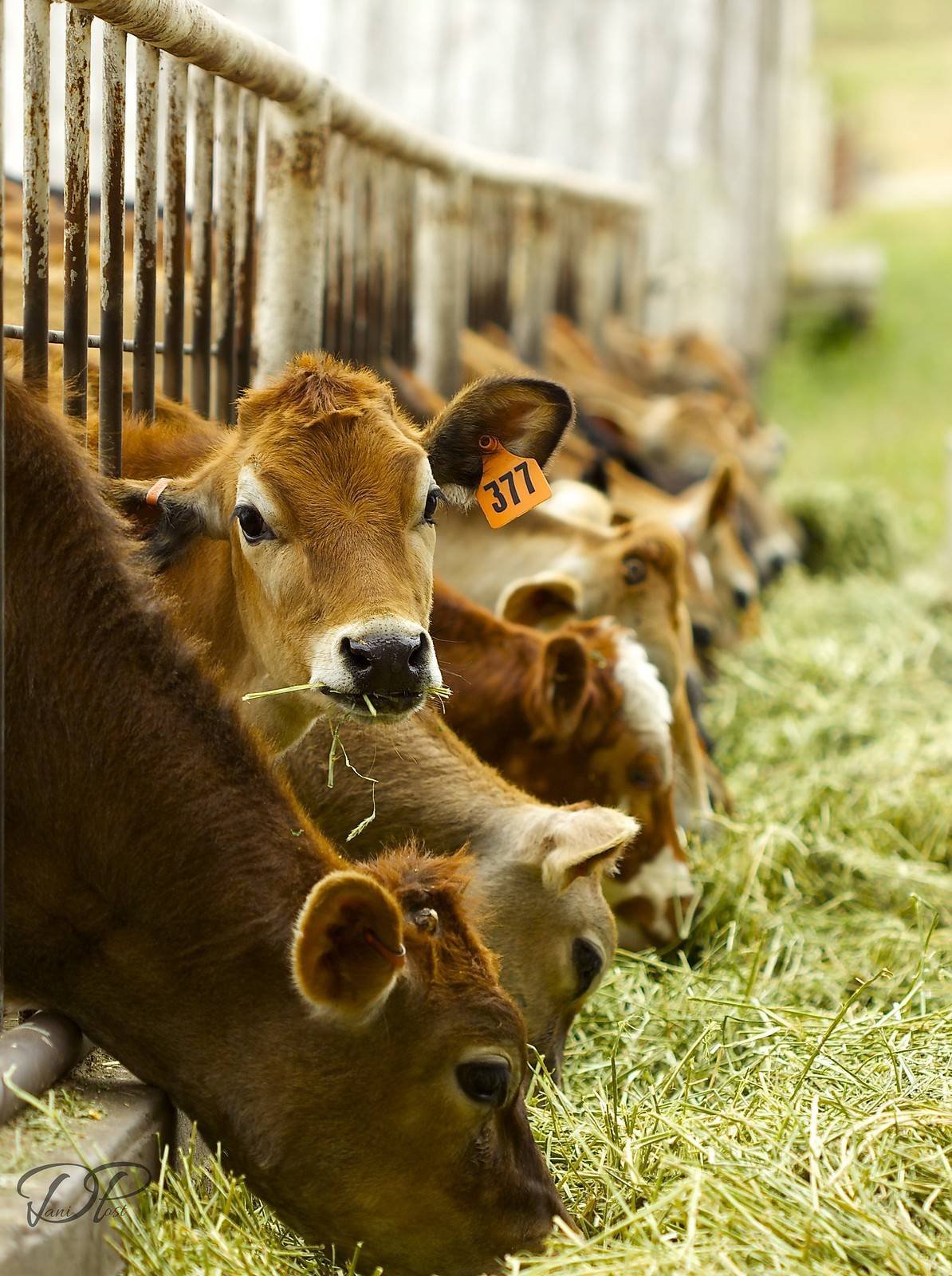 Сельскохозяйственное производство животных. Сельское хозяйство коровы. Животноводство домашние животные. Домашние сельскохозяйственные животные. Деревенские животные.