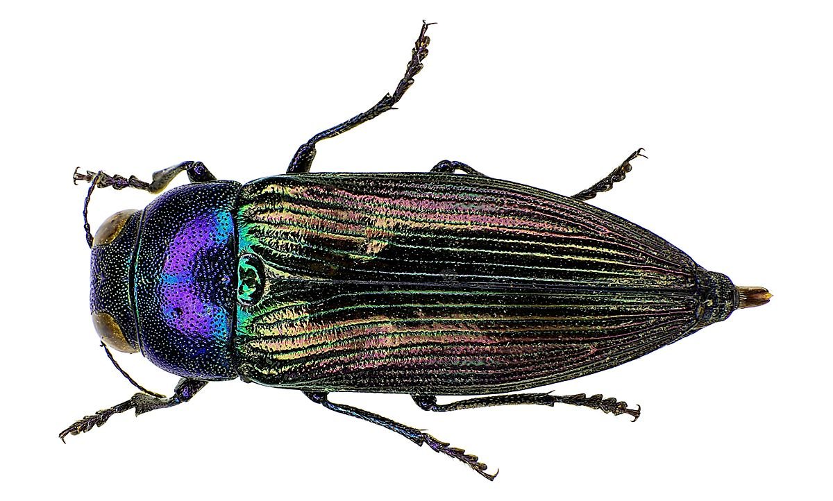 Жук Buprestidae